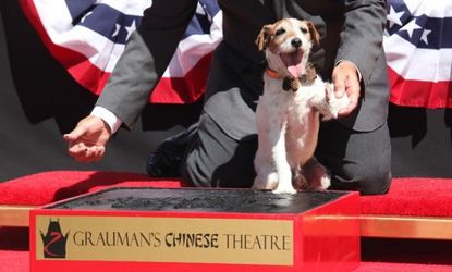 Uggie, the canine star of The Artist, is the first pup ever to immortalize his paw prints outside of the Grauman's Chinese Theater in Hollywood.
