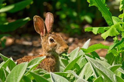Rabbit Eating Green Plants In The Garden