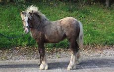 12PoniesElsie.jpg