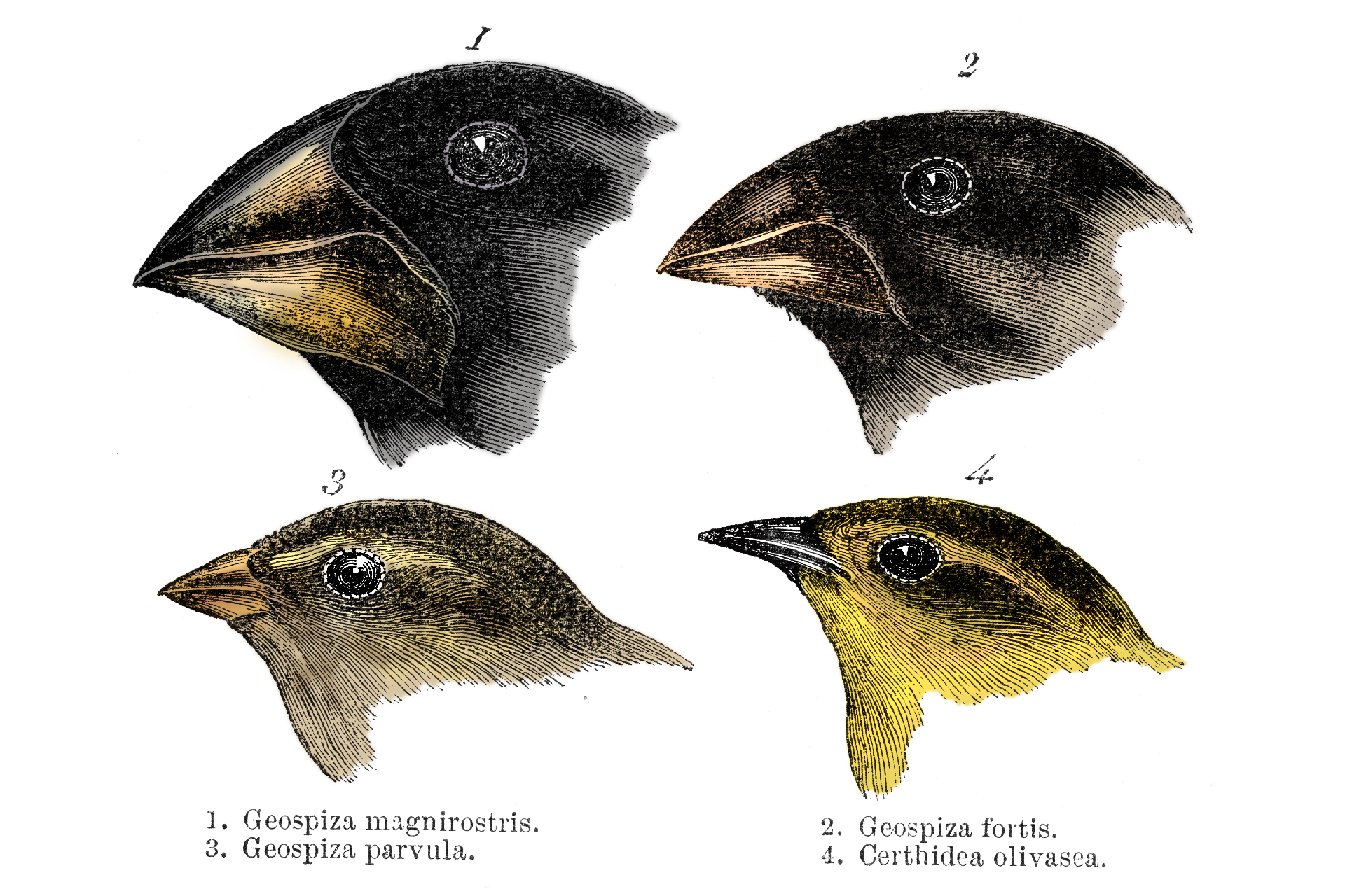 Os bicos contrastantes de quatro tentilhões de Galápagos — três Geospizinae e um Certhidea (tentilhão-da-mata).