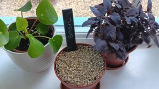 Basil seeds planted in a pot on a windowsill with a red basil plant