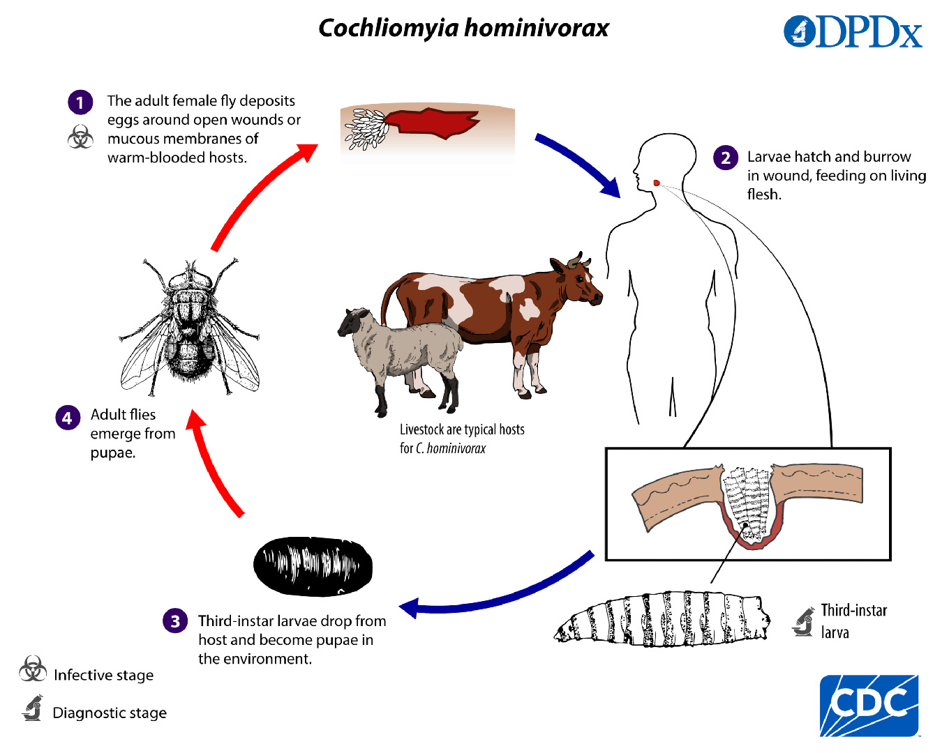 chart depicting the life stages of the screwworm, from egg through adulthood