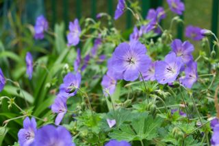 Close up of purple flowers