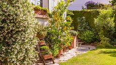 garden with jasmine and lemon tree and ladder display of pots