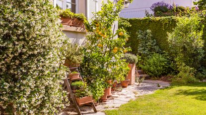 garden with jasmine and lemon tree and ladder display of pots