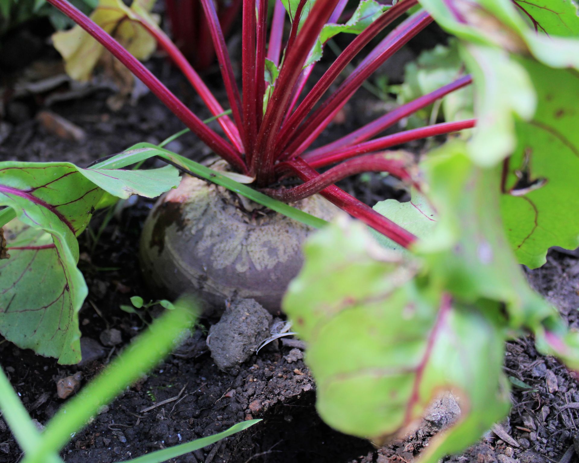 When to plant beets for a healthy harvest through the year Homes & Gardens