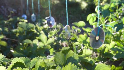 Old CDs hanging over strawberry plants