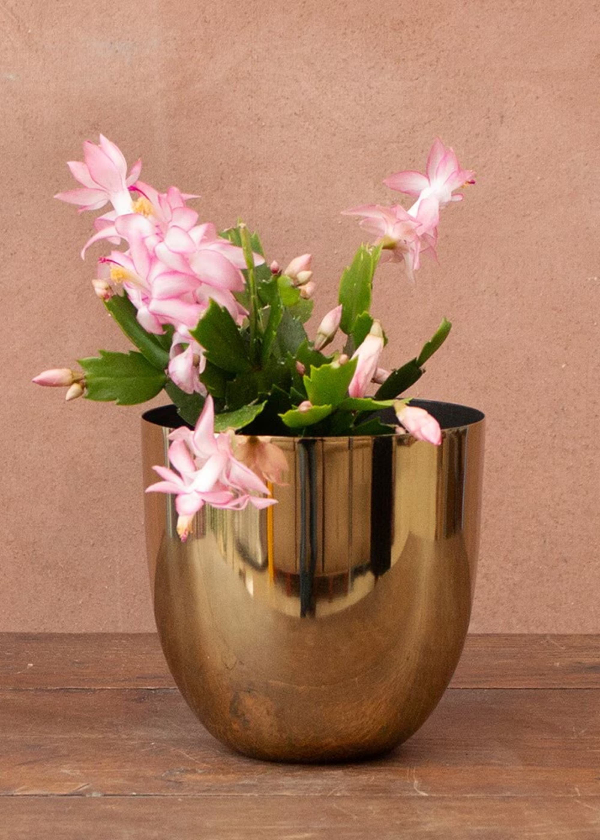 A pink Christmas cactus in a gold planter
