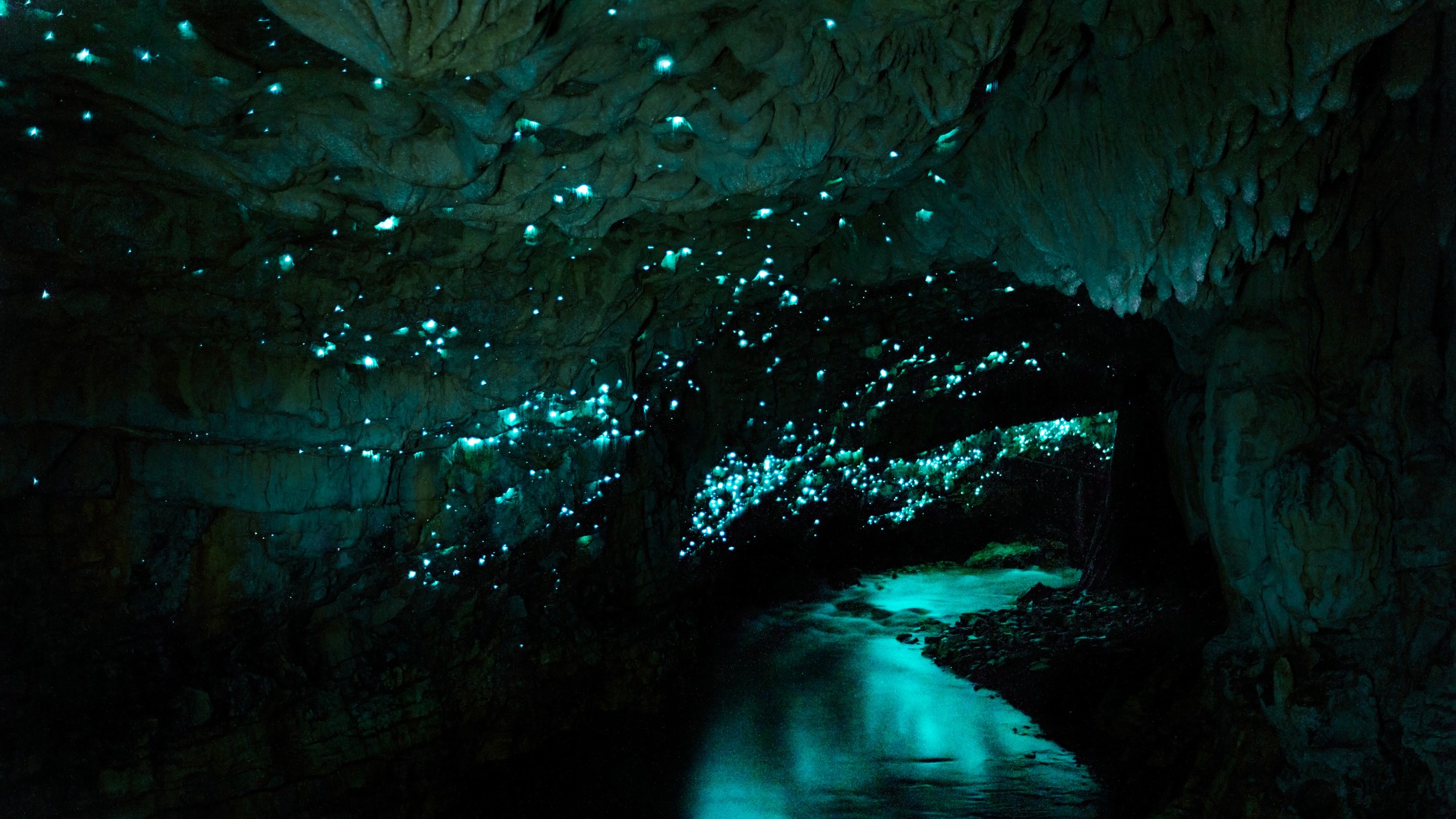 Cave illuminated with glowworms emitting a blue light.