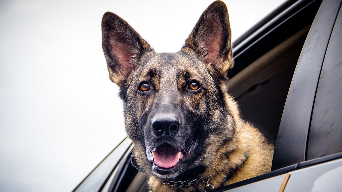 German Shepherd with head out a car window