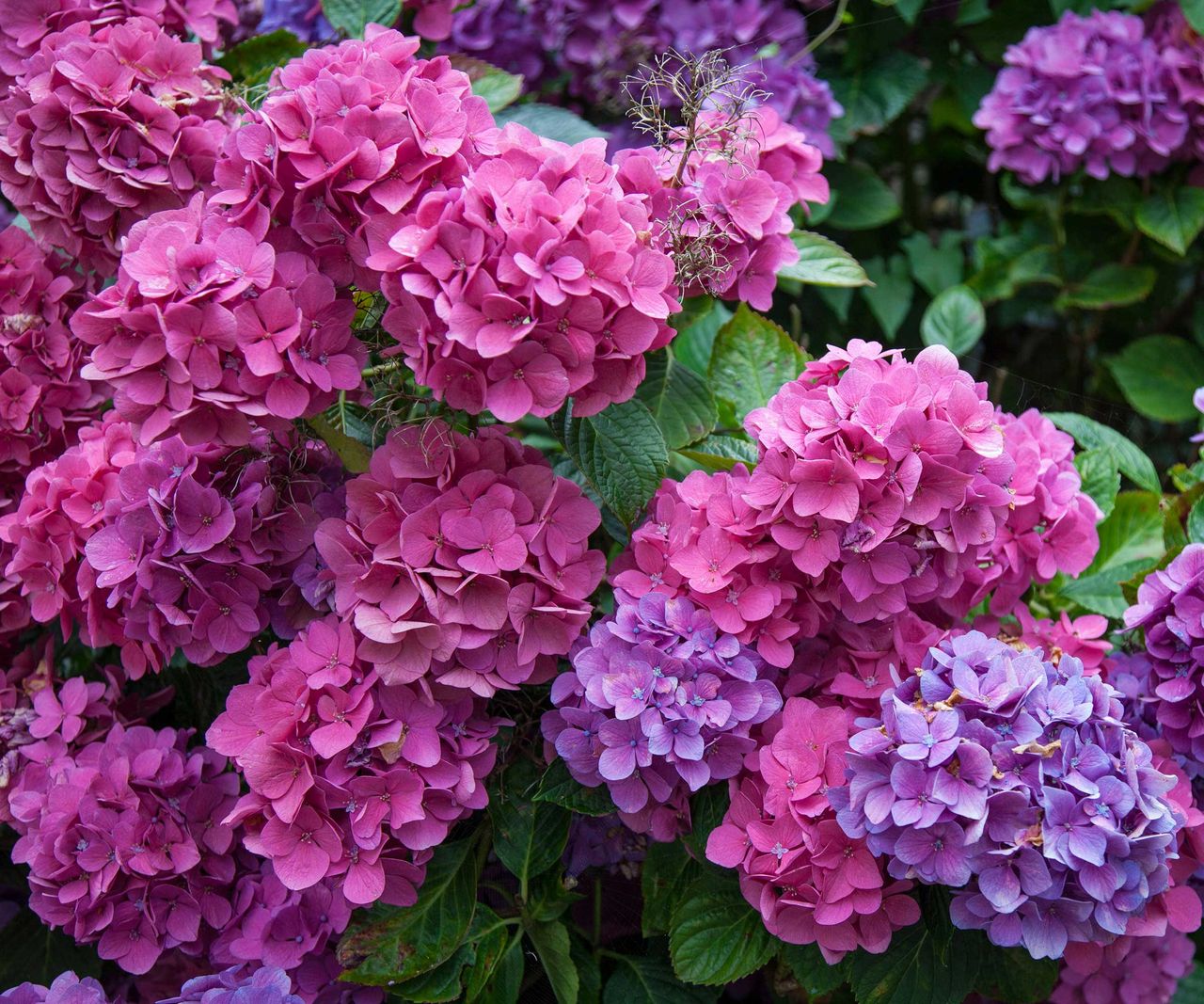 How and when to fertilize hydrangeas Homes & Gardens