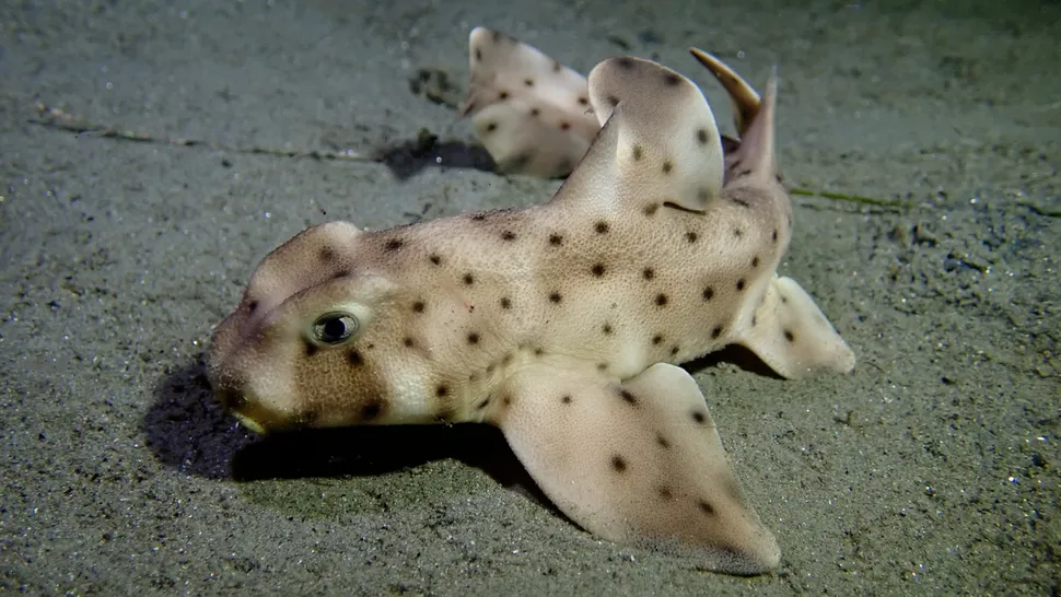 Deniz tabanında bir bebek boynuz köpekbalığı.