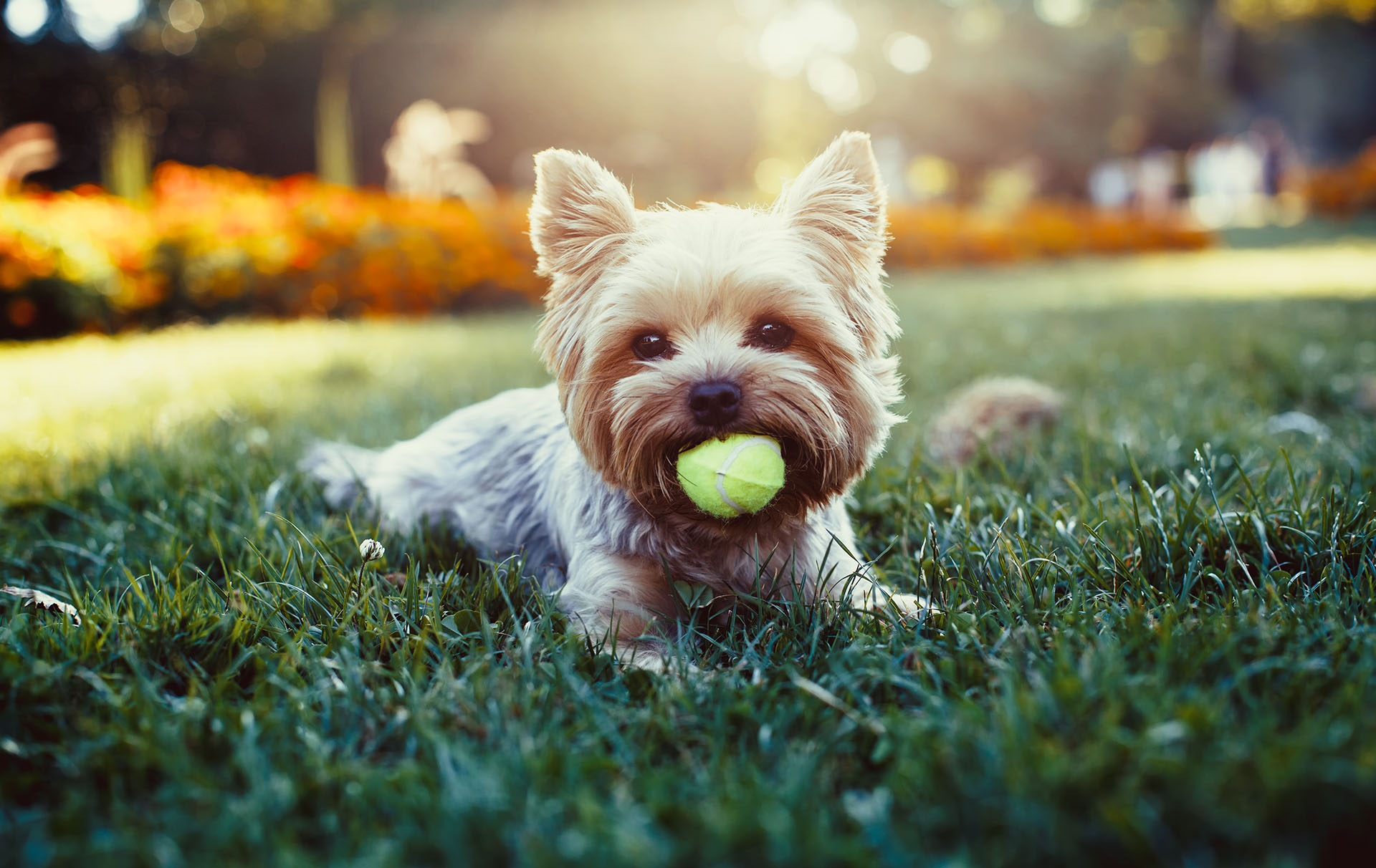 A dog with a ball in his mouth on a green lawn