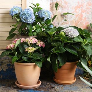 Three potted hydrangea plants