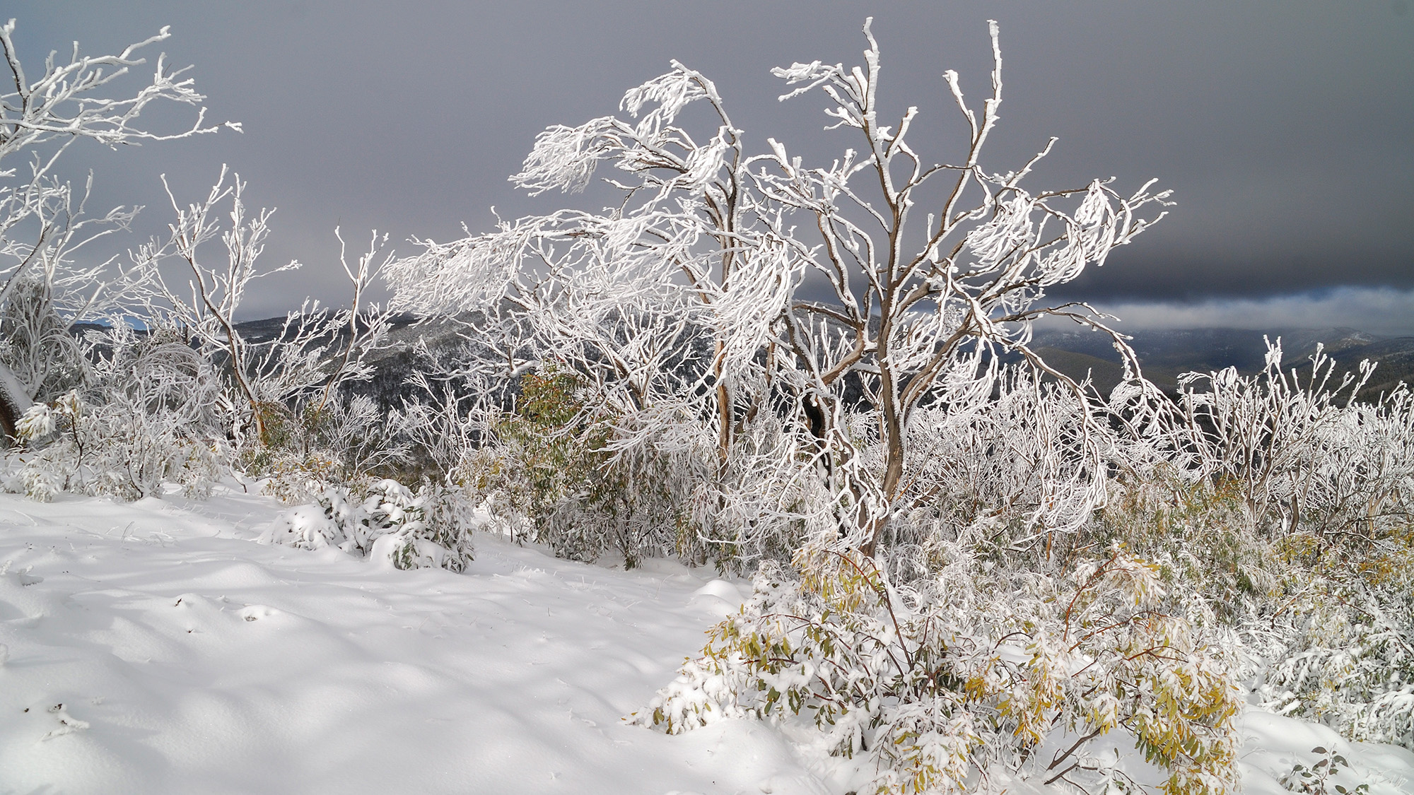 A ice covered bushy tree is seen in a snowy landscape.