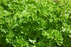 Green Curly Parsley Plant