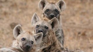 Though it may sound like a maniacal giggle, the hyena call is actually a sign of frustration, according to research that will be presented May 21, 2009 at an Acoustical Society of America meeting.