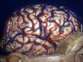 anatomy of the human brain, images of the human brain