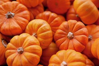 A close up of lots mini pumpkins