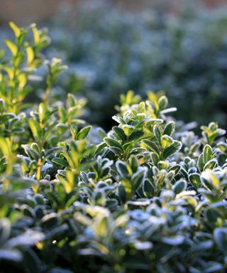 box hedging in frost
