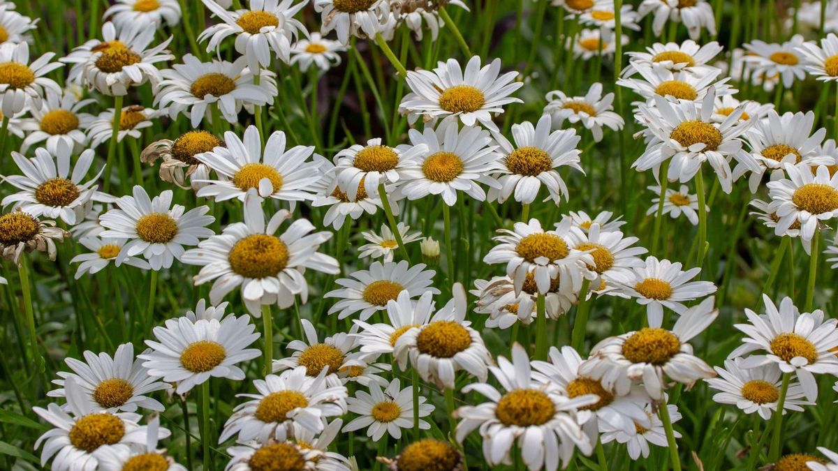 how to deadhead shasta daisies        
        <figure class=