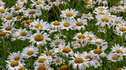 Shasta daisies