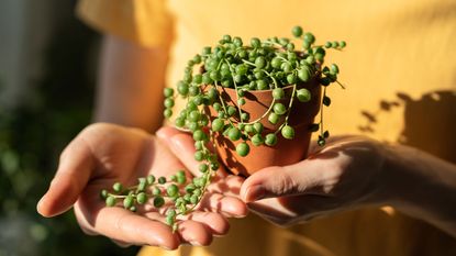 string of pearls plant being held by a new owner
