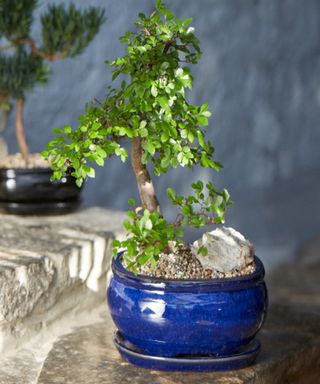 Bonsai tree in blue pot with stones