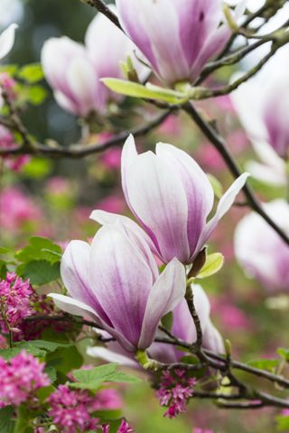Close up of budding flowers on a magnolia tree