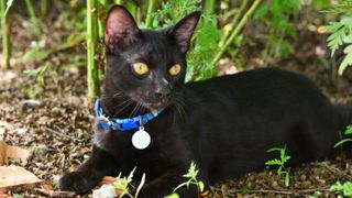 Japanese Bobtail