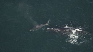 Aerial footage of whale calf swimming in front of an adult whale.