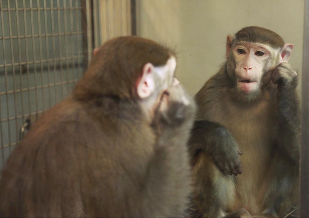 monkey and mirror