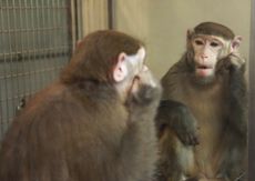 monkey and mirror