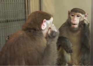 monkey and mirror