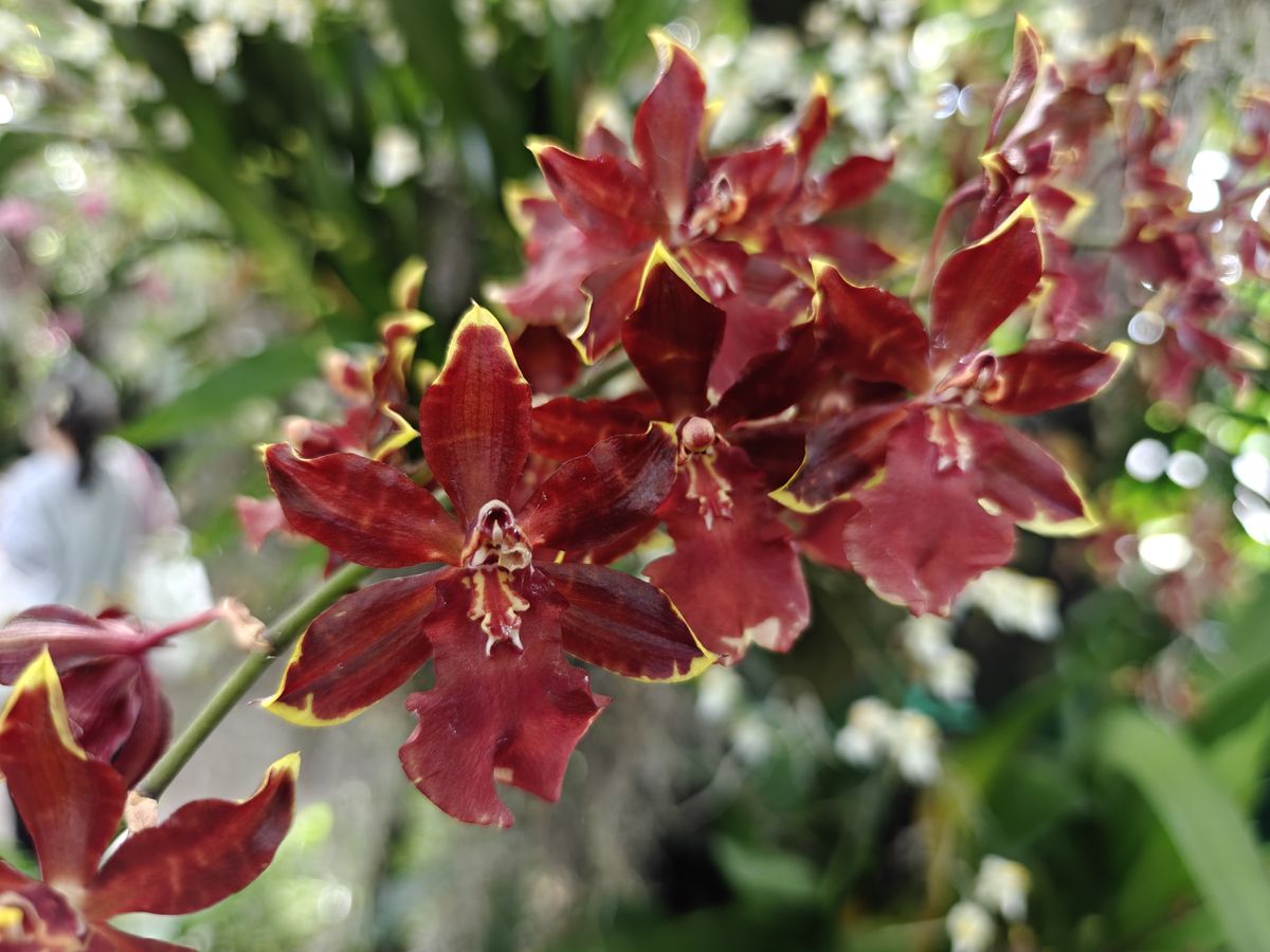 Orchids and flowers from the New York Botanical Garden