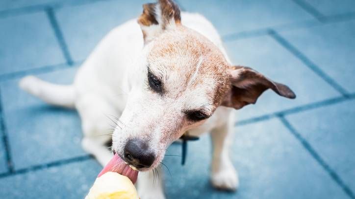 frozen dog treats