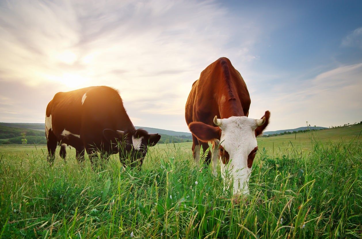 Two Cows In A Field Eating Green Grass