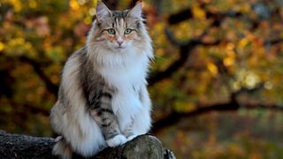 a Norwegian forest cat peers into the camera