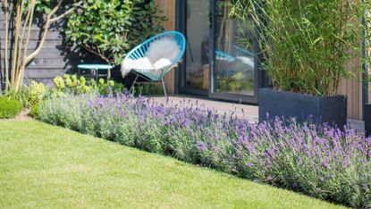 lawn with a lavender border and chair