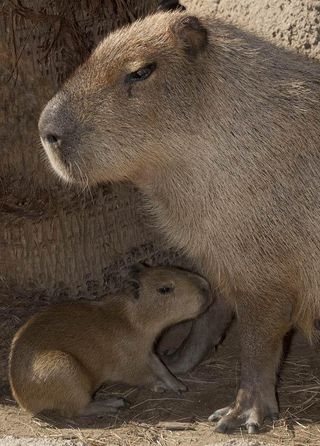 capybara-baby-110316-02