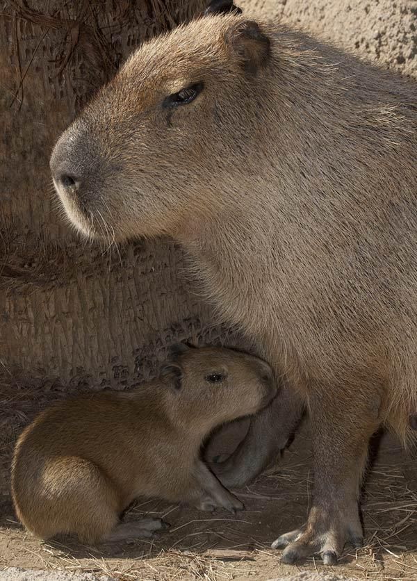 capybara-baby-110316-02