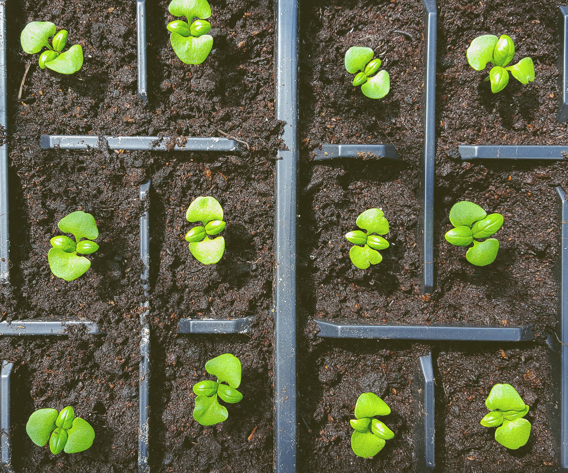 Basil seedlings growing in a tray