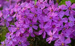 Many small pink phlox flowers after the rain