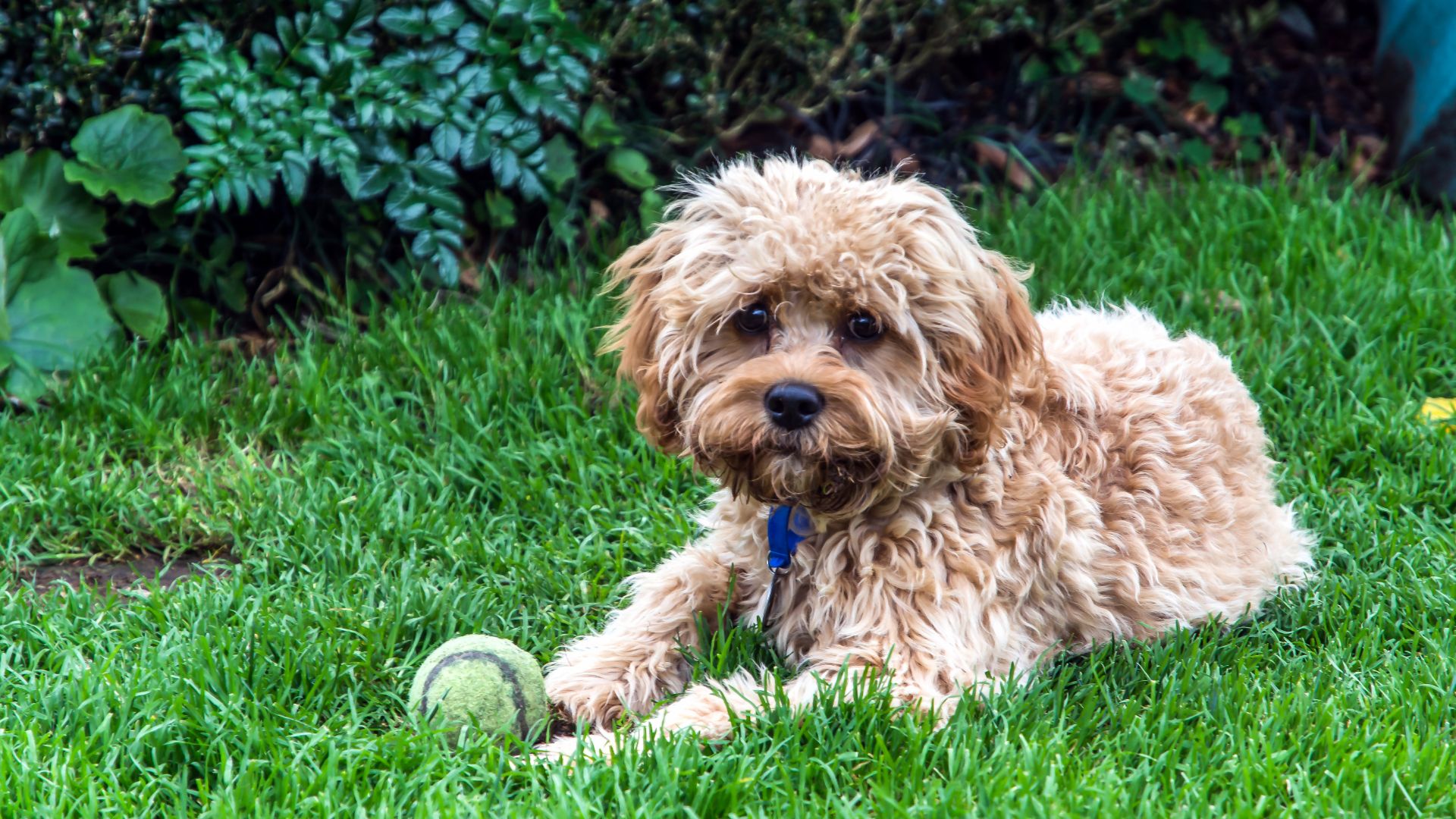 Cavapoo