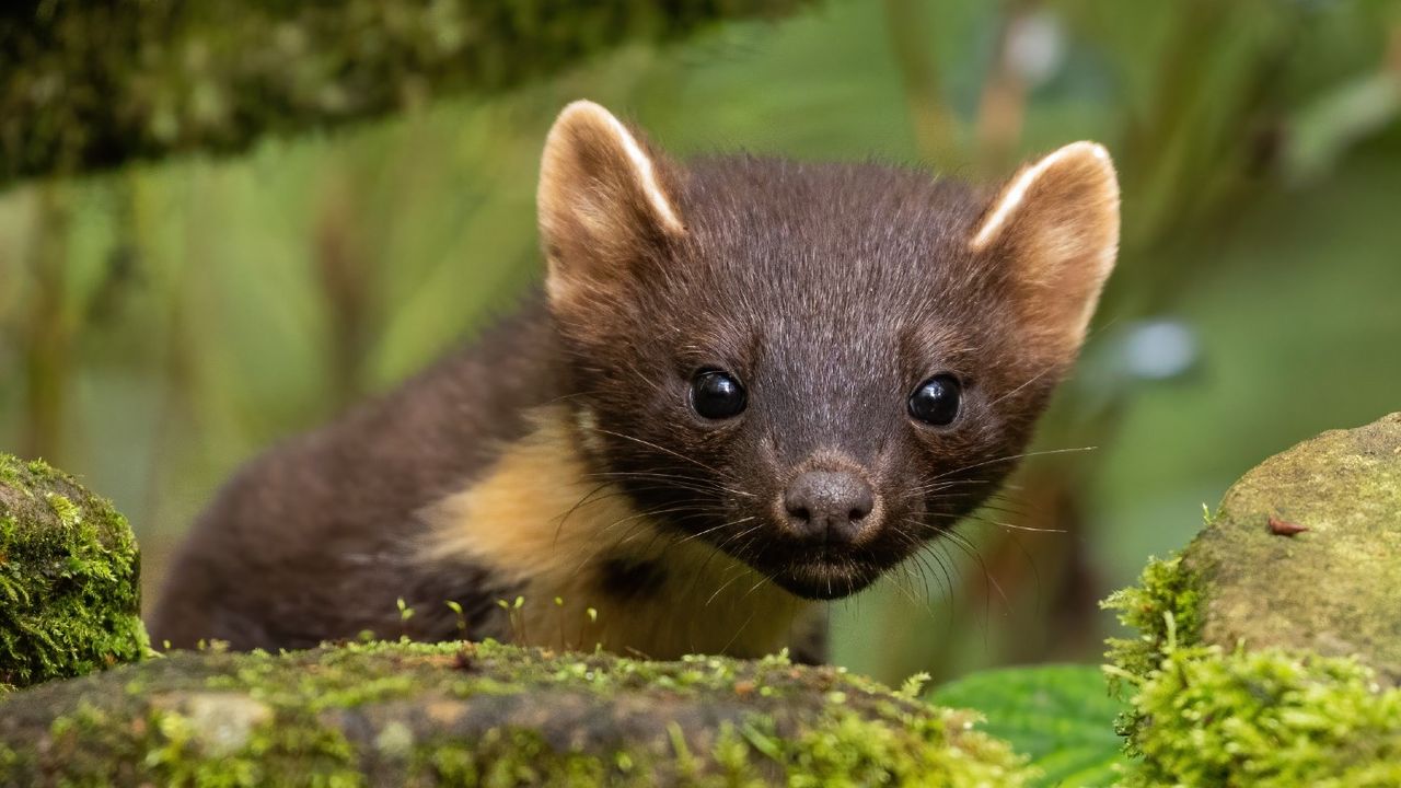 A European pine marten