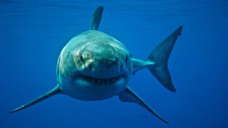 underwater shot of a great white shark in a clear blue sea looking straight at the camera