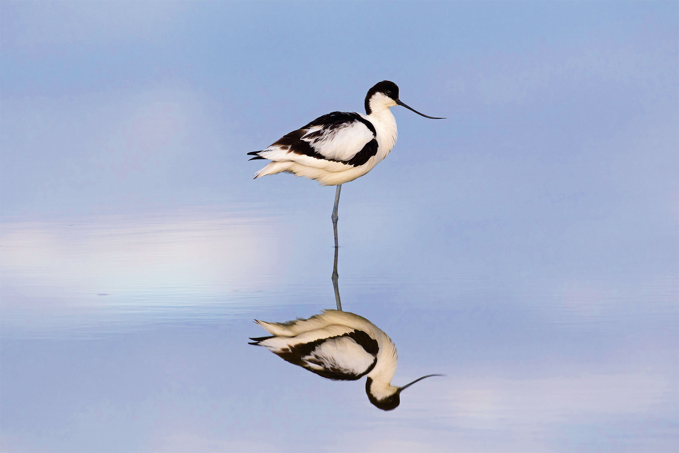 avocet