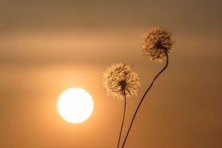 Why Shots Work – two dandelions backlit by the sun against a golden sky