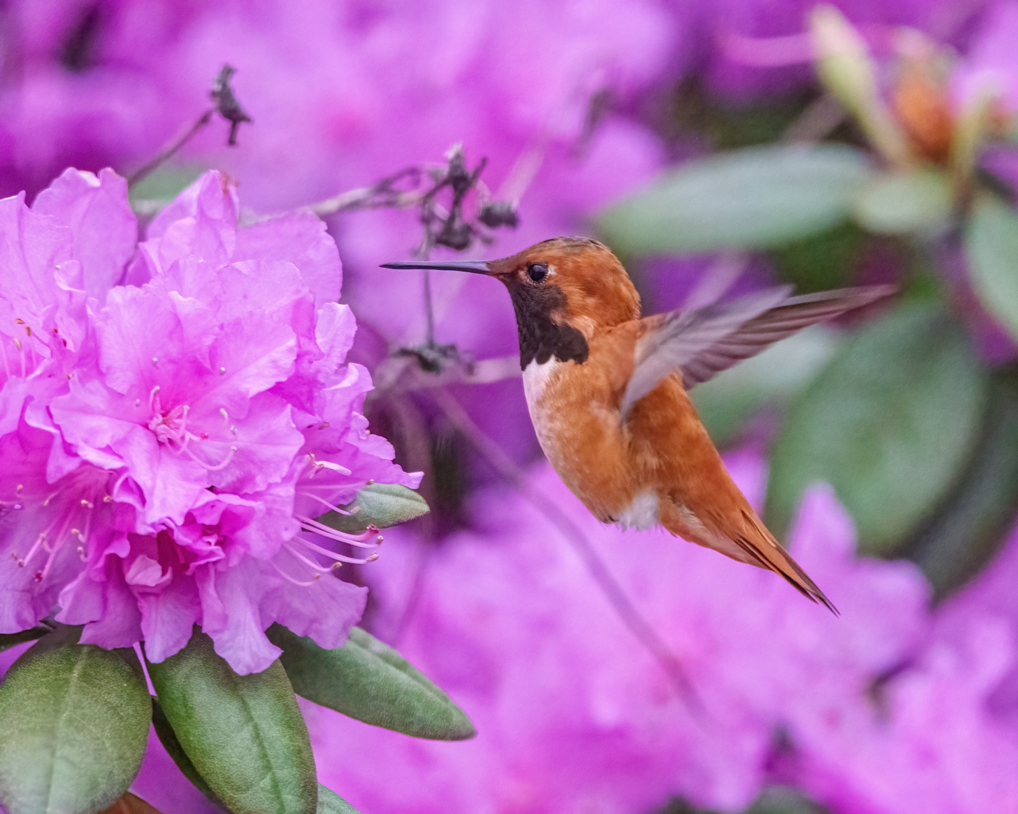 hummingbird about to feed from a pink azalea flower
