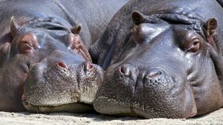 Hippos wallowing